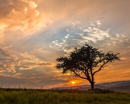 Afrikabaum Erhältlich in folgenden Ausführungen: Passepartout-Bilder: FineArt Prints auf Fotopapier 260g glossy, im Passepartout weiss. Plakate: FineArt Prints auf...