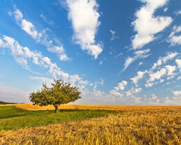 Apfelbaum Erhältlich in folgenden Ausführungen: Passepartout-Bilder: FineArt Prints auf Fotopapier 260g glossy, im Passepartout weiss. Plakate: FineArt Prints auf...