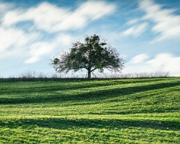auf grüner Wiese Erhältlich in folgenden Ausführungen: Passepartout-Bilder: FineArt Prints auf Fotopapier 260g glossy, im Passepartout weiss. Plakate: FineArt Prints auf...