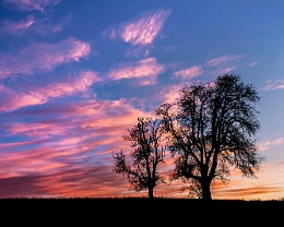 Die zwei Baeume - Mauer Erhältlich in folgenden Ausführungen: Passepartout-Bilder: FineArt Prints auf Fotopapier 260g glossy, im Passepartout weiss. Plakate: FineArt Prints auf...