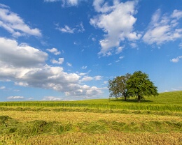 Heuernte Erhältlich in folgenden Ausführungen: Passepartout-Bilder: FineArt Prints auf Fotopapier 260g glossy, im Passepartout weiss. Plakate: FineArt Prints auf...