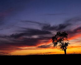 November Tree - Wiesenbach Erhältlich in folgenden Ausführungen: Passepartout-Bilder: FineArt Prints auf Fotopapier 260g glossy, im Passepartout weiss. Plakate: FineArt Prints auf...