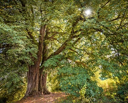 powerful old tree Erhältlich in folgenden Ausführungen: Passepartout-Bilder: FineArt Prints auf Fotopapier 260g glossy, im Passepartout weiss. Plakate: FineArt Prints auf...