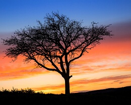 silhouette Erhältlich in folgenden Ausführungen: Passepartout-Bilder: FineArt Prints auf Fotopapier 260g glossy, im Passepartout weiss. Plakate: FineArt Prints auf...