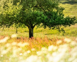 summer tree Erhältlich in folgenden Ausführungen: Passepartout-Bilder: FineArt Prints auf Fotopapier 260g glossy, im Passepartout weiss. Plakate: FineArt Prints auf...