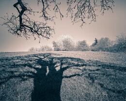 Tree Shadow 1 Erhältlich in folgenden Ausführungen: Passepartout-Bilder: FineArt Prints auf Fotopapier 260g glossy, im Passepartout weiss. Plakate: FineArt Prints auf...