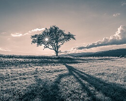 Tree Shadow 2 Erhältlich in folgenden Ausführungen: Passepartout-Bilder: FineArt Prints auf Fotopapier 260g glossy, im Passepartout weiss. Plakate: FineArt Prints auf...