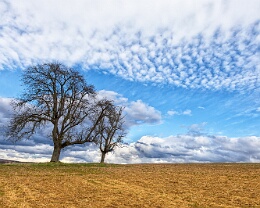 Waiting for Spring Erhältlich in folgenden Ausführungen: Passepartout-Bilder: FineArt Prints auf Fotopapier 260g glossy, im Passepartout weiss. Plakate: FineArt Prints auf...