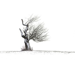 allen Widrigkeiten zum Trotz Erhältlich in folgenden Ausführungen: Passepartout-Bilder: FineArt Prints auf Fotopapier 260g glossy, im Passepartout weiss. Plakate: FineArt Prints auf...