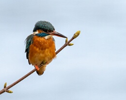 Eisvogel Erhältlich in folgenden Ausführungen: Passepartout-Bilder: FineArt Prints auf Fotopapier 260g glossy, im Passepartout weiss. Plakate: FineArt Prints auf...