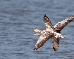 side by side Erhältlich in folgenden Ausführungen: Passepartout-Bilder: FineArt Prints auf Fotopapier 260g glossy, im Passepartout weiss. Plakate: FineArt Prints auf...