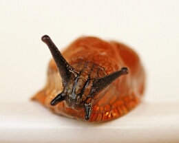 Red Slug Erhältlich in folgenden Ausführungen: Passepartout-Bilder: FineArt Prints auf Fotopapier 260g glossy, im Passepartout weiss. Plakate: FineArt Prints auf...