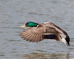 Stockente im Tiefflug Erhältlich in folgenden Ausführungen: Passepartout-Bilder: FineArt Prints auf Fotopapier 260g glossy, im Passepartout weiss. Plakate: FineArt Prints auf...