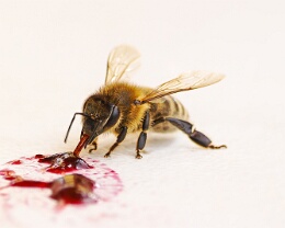 Sweet Breakfast Erhältlich in folgenden Ausführungen: Passepartout-Bilder: FineArt Prints auf Fotopapier 260g glossy, im Passepartout weiss. Plakate: FineArt Prints auf...