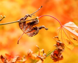 colorful Erhältlich in folgenden Ausführungen: Passepartout-Bilder: FineArt Prints auf Fotopapier 260g glossy, im Passepartout weiss. Plakate: FineArt Prints auf...