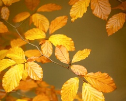 Herbstleuchten Erhältlich in folgenden Ausführungen: Passepartout-Bilder: FineArt Prints auf Fotopapier 260g glossy, im Passepartout weiss. Plakate: FineArt Prints auf...