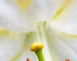 Lilientraum Erhältlich in folgenden Ausführungen: Passepartout-Bilder: FineArt Prints auf Fotopapier 260g glossy, im Passepartout weiss. Plakate: FineArt Prints auf...