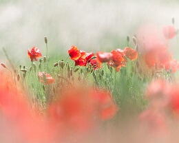 Mohnblüten Erhältlich in folgenden Ausführungen: Passepartout-Bilder: FineArt Prints auf Fotopapier 260g glossy, im Passepartout weiss. Plakate: FineArt Prints auf...