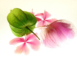 Potpourri Erhältlich in folgenden Ausführungen: Passepartout-Bilder: FineArt Prints auf Fotopapier 260g glossy, im Passepartout weiss. Plakate: FineArt Prints auf...