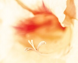 Tenderly Erhältlich in folgenden Ausführungen: Passepartout-Bilder: FineArt Prints auf Fotopapier 260g glossy, im Passepartout weiss. Plakate: FineArt Prints auf...