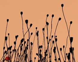 Wilder Mohn Erhältlich in folgenden Ausführungen: Passepartout-Bilder: FineArt Prints auf Fotopapier 260g glossy, im Passepartout weiss. Plakate: FineArt Prints auf...