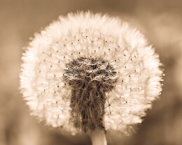 Wunderwerk Erhältlich in folgenden Ausführungen: Passepartout-Bilder: FineArt Prints auf Fotopapier 260g glossy, im Passepartout weiss. Plakate: FineArt Prints auf...