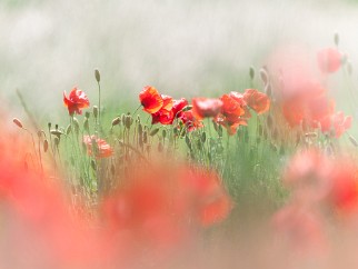 Flora Eindrucksvolle Fotografien von Blüten, Gräsern und mehr ...