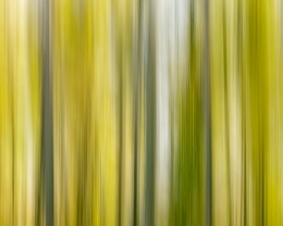 colors of spring Erhältlich in folgenden Ausführungen: Passepartout-Bilder: FineArt Prints auf Fotopapier 260g glossy, im Passepartout weiss. Plakate: FineArt Prints auf...