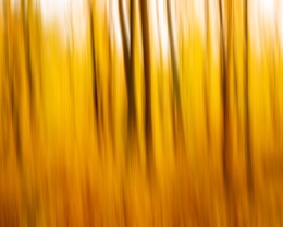 Herbstwald Erhältlich in folgenden Ausführungen: Passepartout-Bilder: FineArt Prints auf Fotopapier 260g glossy, im Passepartout weiss. Plakate: FineArt Prints auf...