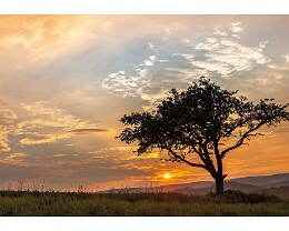 Afrikabaum - Wiesenbach Erhältlich in folgenden Ausführungen und Größen: Lang-DIN (10,5 x 21 cm) Motivseite hochgänzend Rückseite matt weiß ( siehe Beispiel Bild )