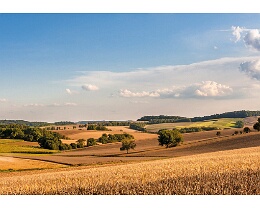 Kraichgau im Juli - bei Zuzenhausen Erhältlich in folgenden Ausführungen und Größen: Lang-DIN (10,5 x 21 cm) Motivseite hochgänzend Rückseite matt weiß ( siehe Beispiel Bild )