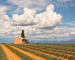 Im Lavendelfeld - Provence Erhältlich in folgenden Ausführungen: Passepartout-Bilder: FineArt Prints auf Fotopapier 260g glossy, im Passepartout weiss. Plakate: FineArt Prints auf...